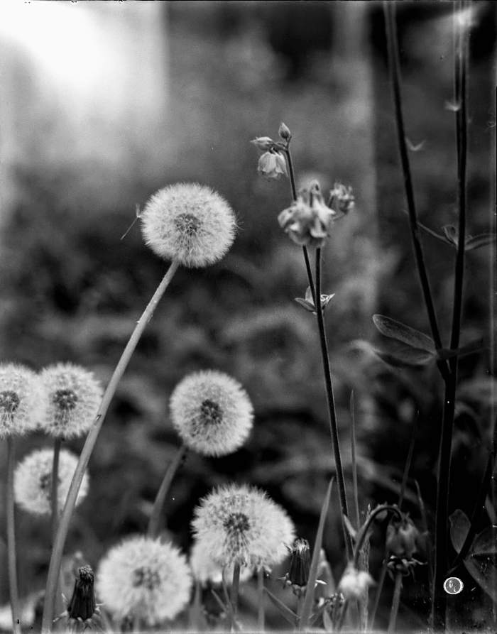 Pusteblumen im Garten